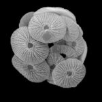 Microscopic image of a coccolithophore under the