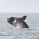 North Atlantic right whale leaping out of the sea.
