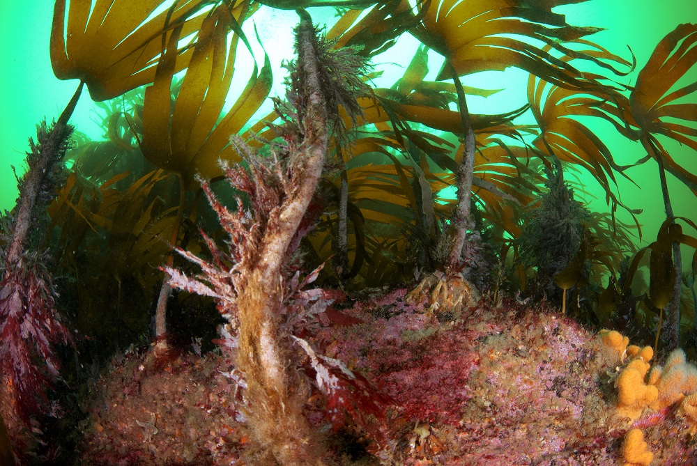 Ocean forests vitally important as the rainforest