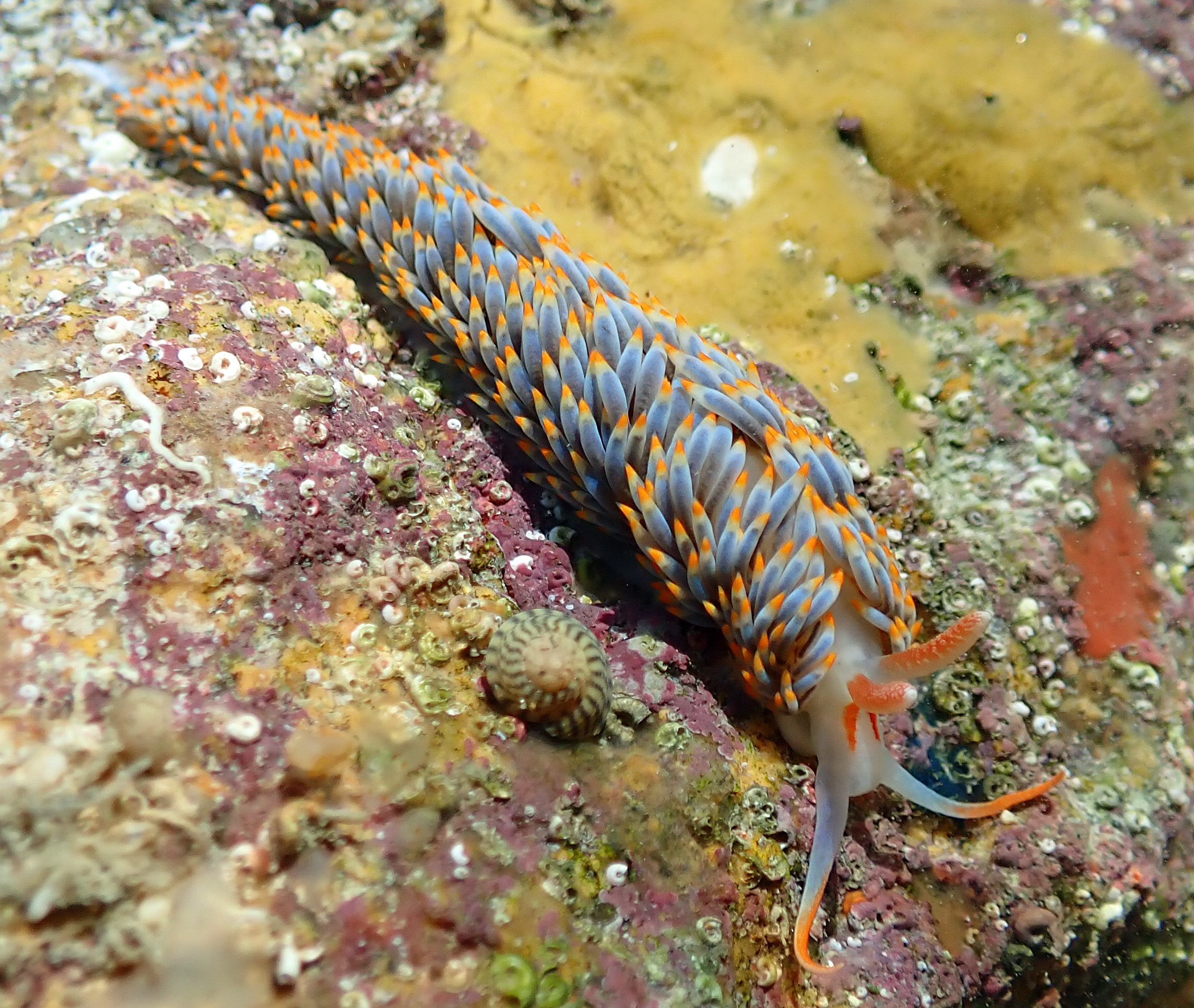 First Sighting in British Isles of Nudibranch Species