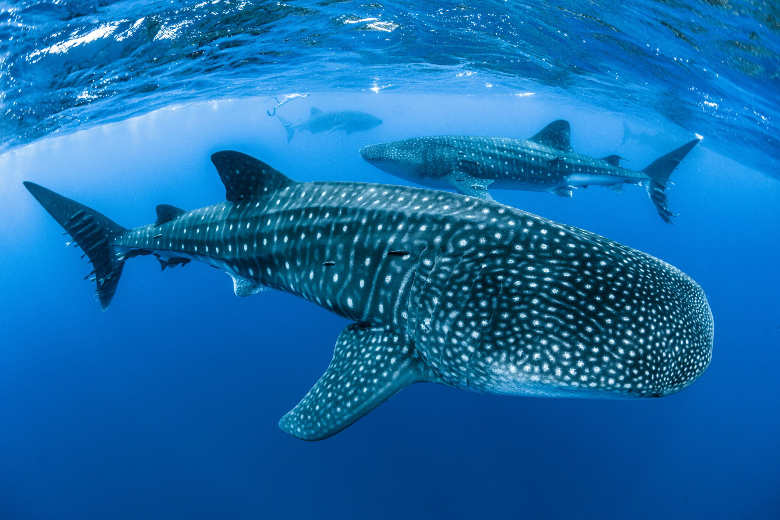 A Whale Shark swimming in clear seas with multiple sharks seen in distance