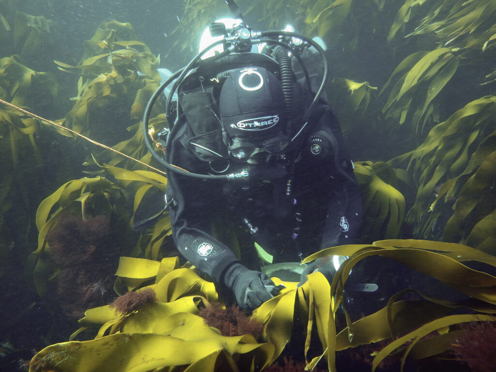 Diver working on kelp