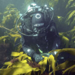 Diver working on kelp