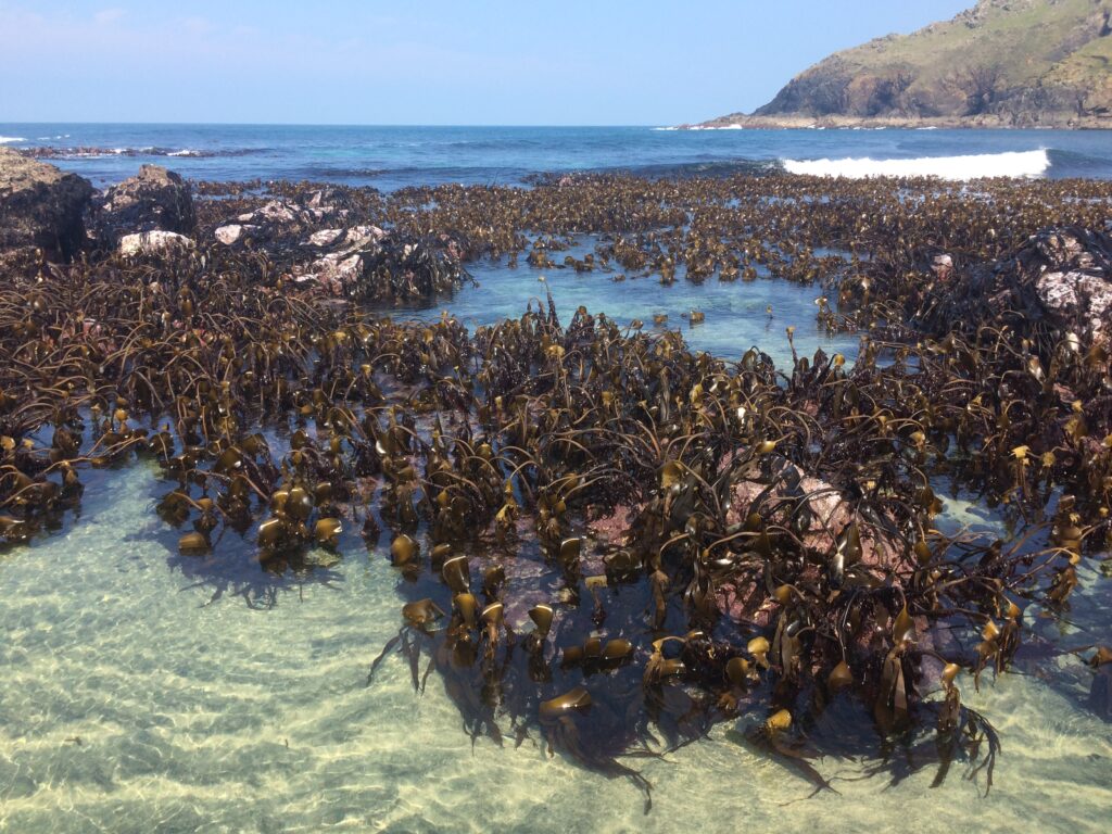 Kelp forest at low tide in Cape Cornwall