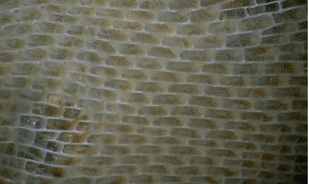Bryozoans Mapped in the Darwin Tree of Life