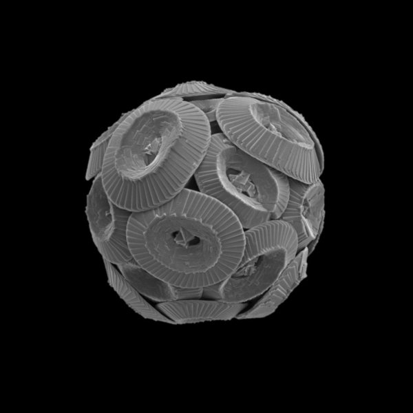 Coccolithophore