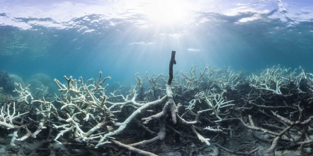 © Underwater Earth / XL Catlin Seaview Survey / Christophe Bailhache Coral bleaching at Lizard Island