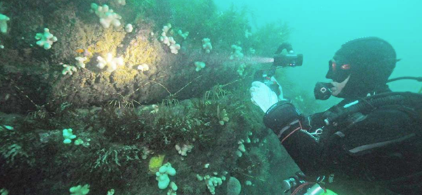 A ‘line’ of Spiny Lobsters Palinurus elephas east of Plymouth Sound on 24th August. Spiny Lobsters had disappeared from many areas in the south-west after the early 1970s but have shown a revival since about 2014 which has been documented in the SWME Annual Reports. Image: Keith Hiscock. 