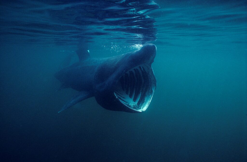 Basking shark feeding