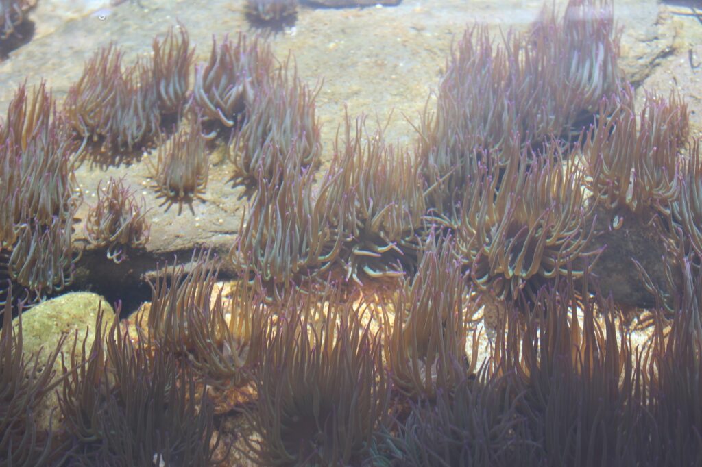 Snakelocks anemones