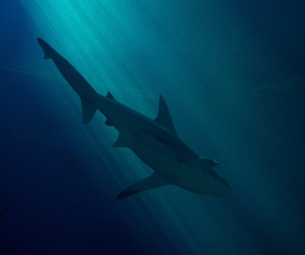 Diving shark in dark waters