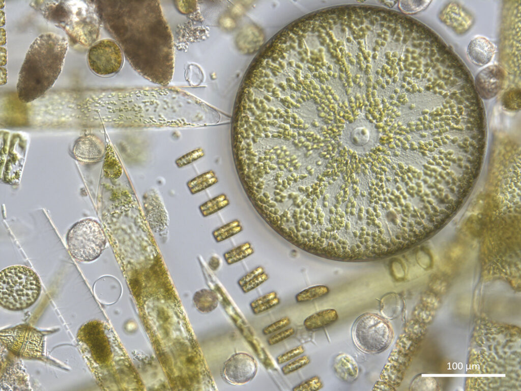 The giant diatom Coscinodiscus amongst other phytoplankton cells imaged from a natural phytoplankton sample from the Western English Channel. Credit Claire Widdicombe, PML.