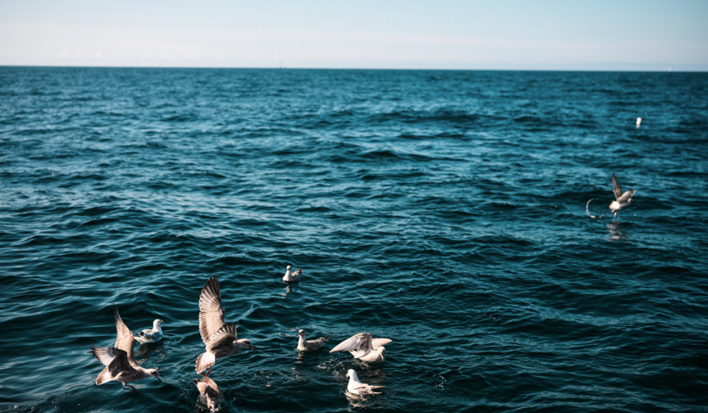 seabirds flying near the ocean
