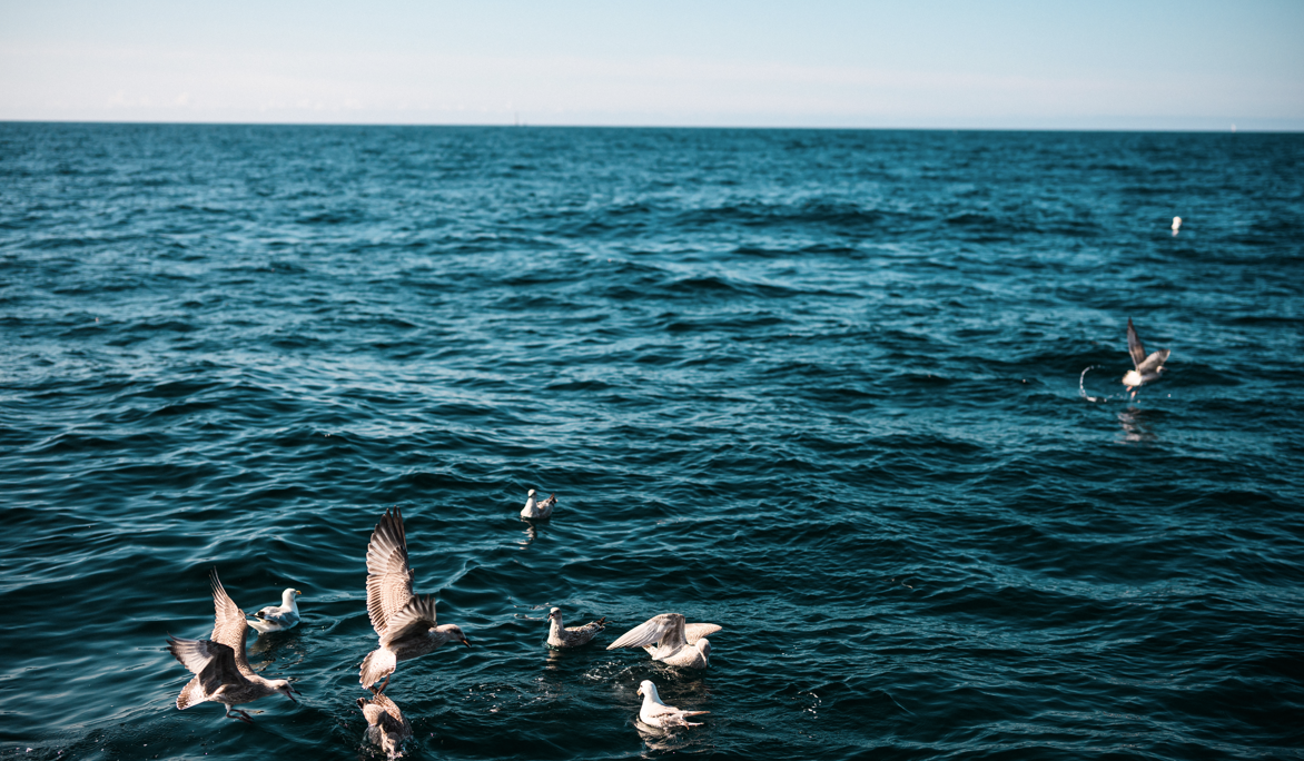seabirds flying near the ocean