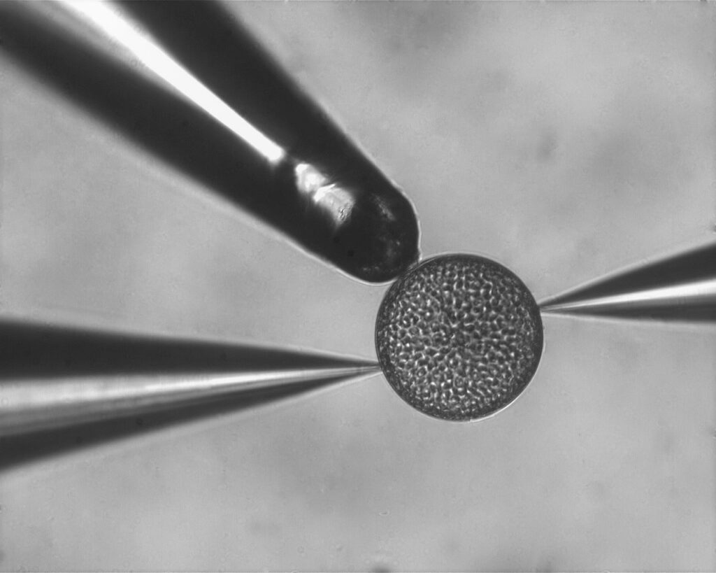Coscinodiscus granii pH microelectrodes O2 microsensor. Mattkeys MMCE lab equipment