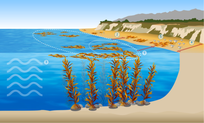 Infographic of synchrony’s role in the beach food web with kelp. Image credit: Monica Pessino, Ocean o' Graphics, UC Santa Barbara.