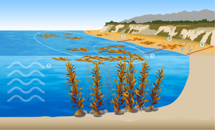 Image credit: Monica Pessino, Ocean o' Graphics, UC Santa Barbara. 