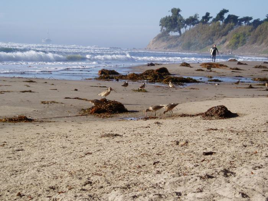 Shorebirds forage in kelp wrack on a beach in California. CREDIT: JENNY DUGAN, UC SANTA BARBARA