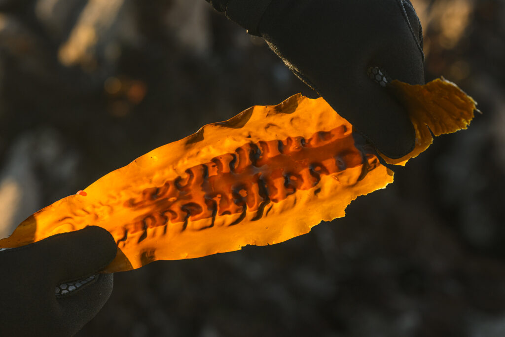 Green Gravel kelp restoration project with the Smale Group. Close up of a piece of kelp.