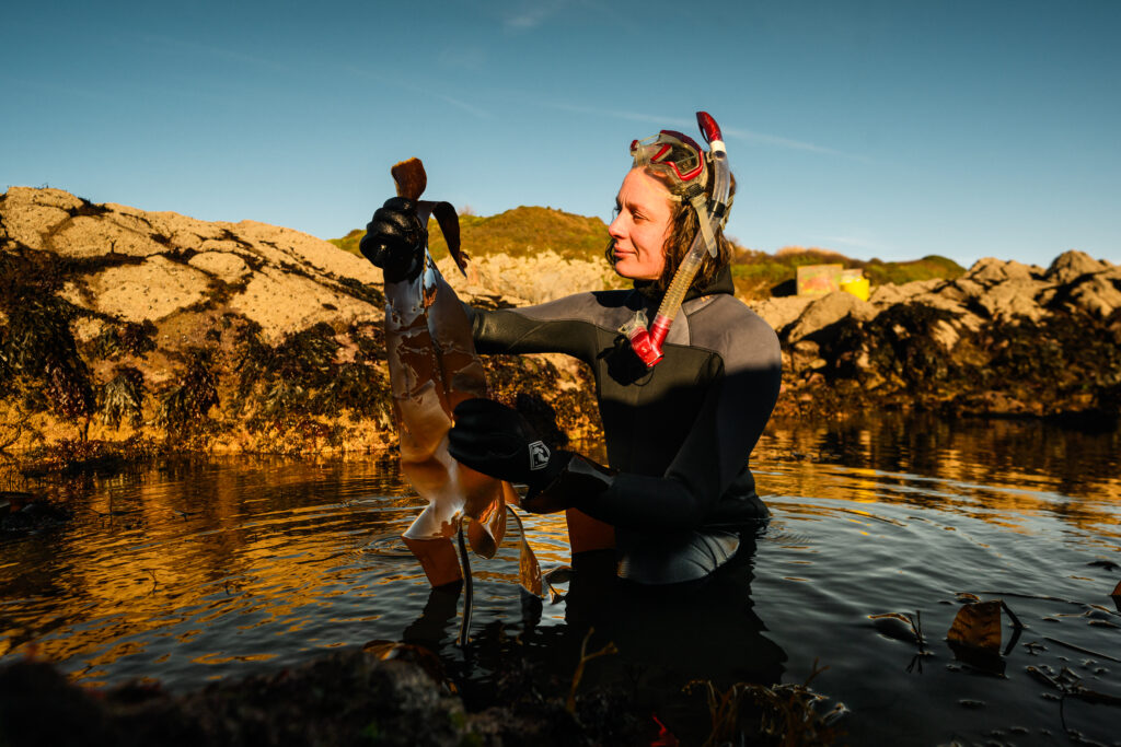 Green Gravel kelp restoration project. Cat Wilding in a wetsuit holding kelp in the water.