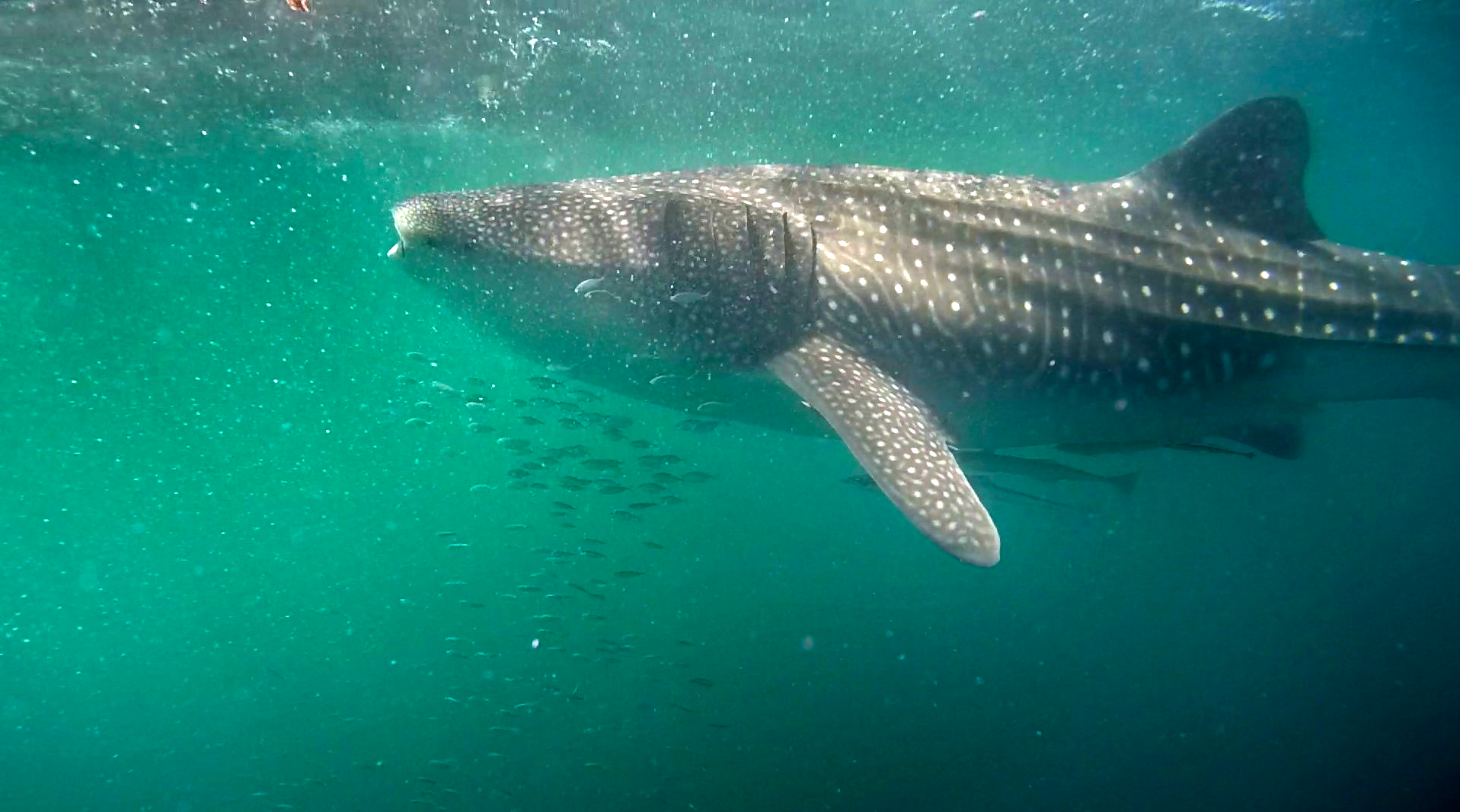 Unlocking the Secrets of Whale Shark Feeding Habits at Ningaloo Reef
