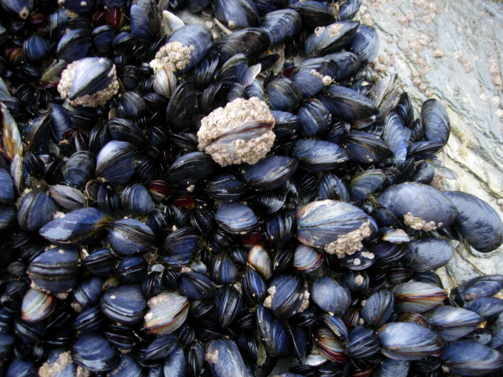 Close up of Cornish mussels
