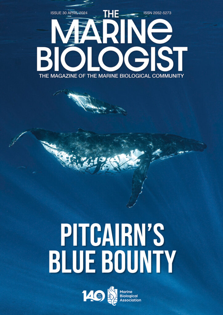 The Marine Biologist Magazine Cover image: 23.09.18 PITCAIRN-76 (1) Humpback whale and newborn calf, Pitcairn Island. © Luke Hosty, Protect Blue.