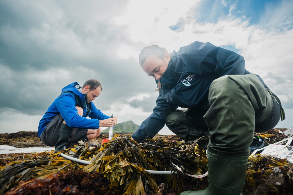 Researchers Bell Heaton and Fraser collecting species in Wembury for the Smale Group
