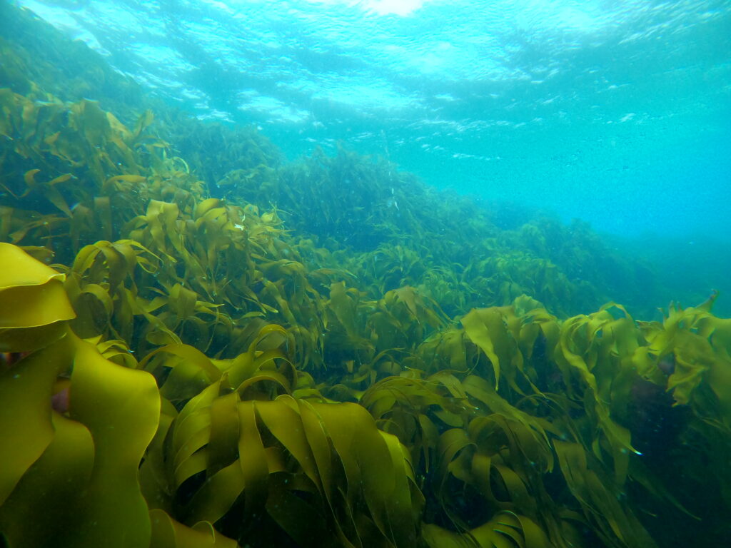 Seaweed forests are an overlooked component of oceanic carbon storage