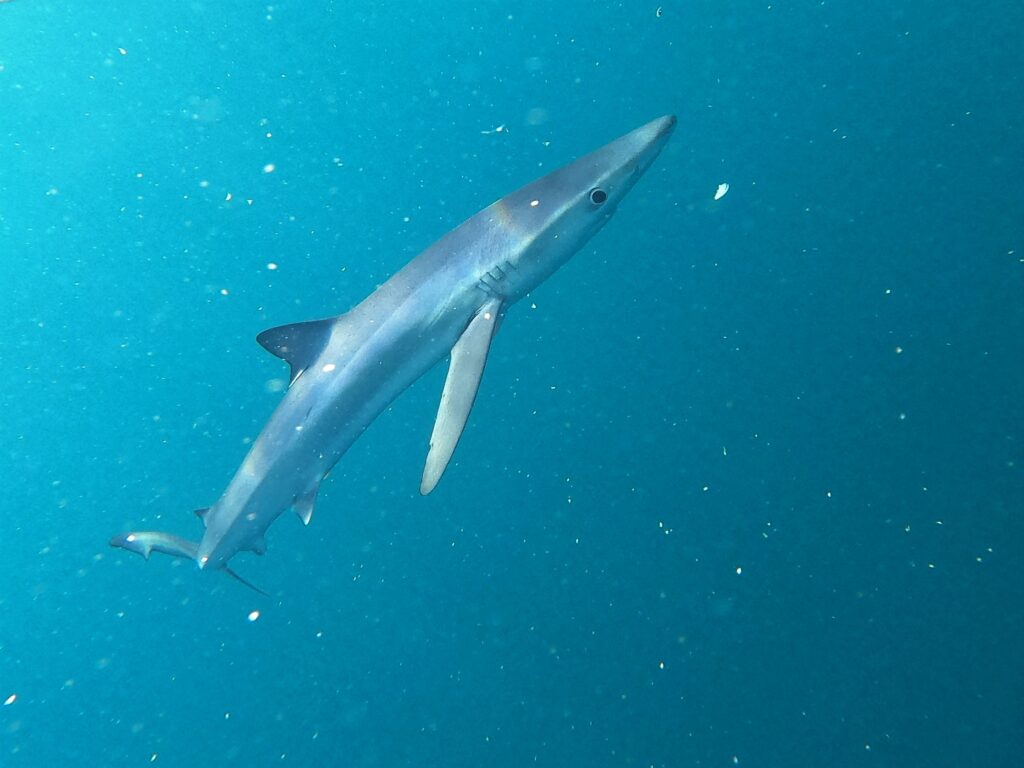 Photo of Blue Shark by Dr Bryce Stewart