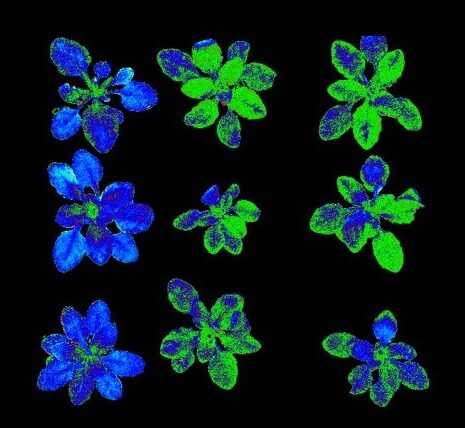 Glen Wheeler Celebrating 25 years of research into the origins of vitamin C in plants