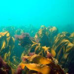 Photo of kelp forest by Dr Dan Smale