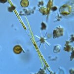 examining the influence of nutrient colimitation on phytoplankton ecophysiology Katherine Helliwell microscope