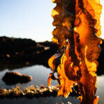 Close up of kelp collected from the beach Green Gravel project