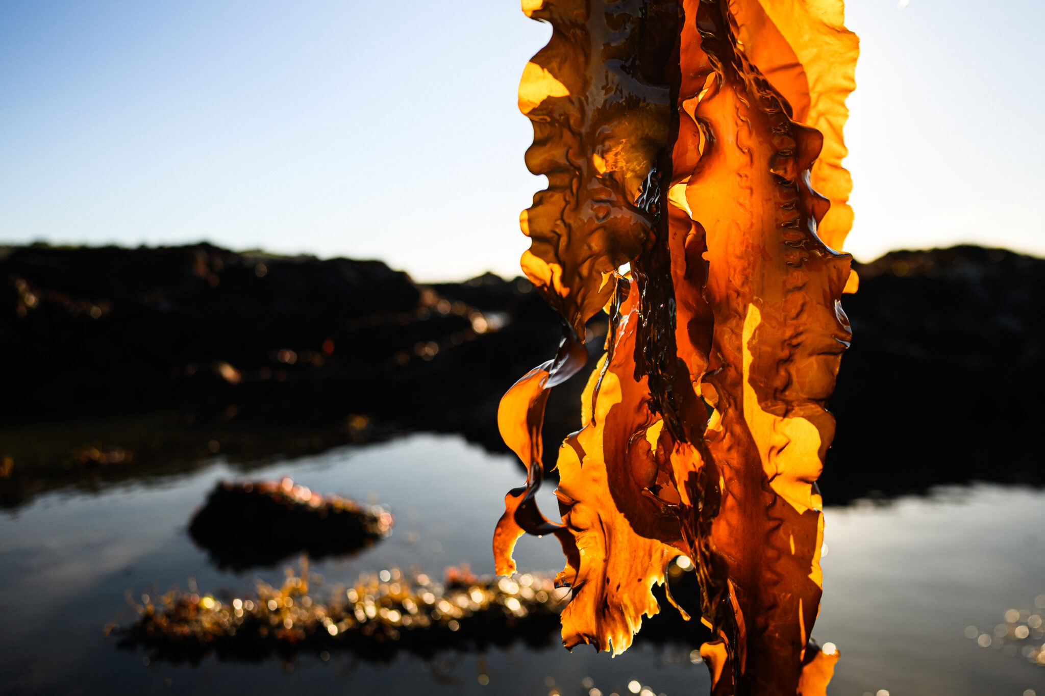 Marine Licence granted for pioneering kelp restoration project | Marine ...