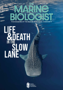 Issue 34 April 25 COVER.pdf CAPTION/CREDIT: Whale shark (Rhincodon typus). © Justin Bumpstead.