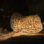 A female Spotted Ray (Raja montagui) in the research aquarium at the Marine Biological Association.