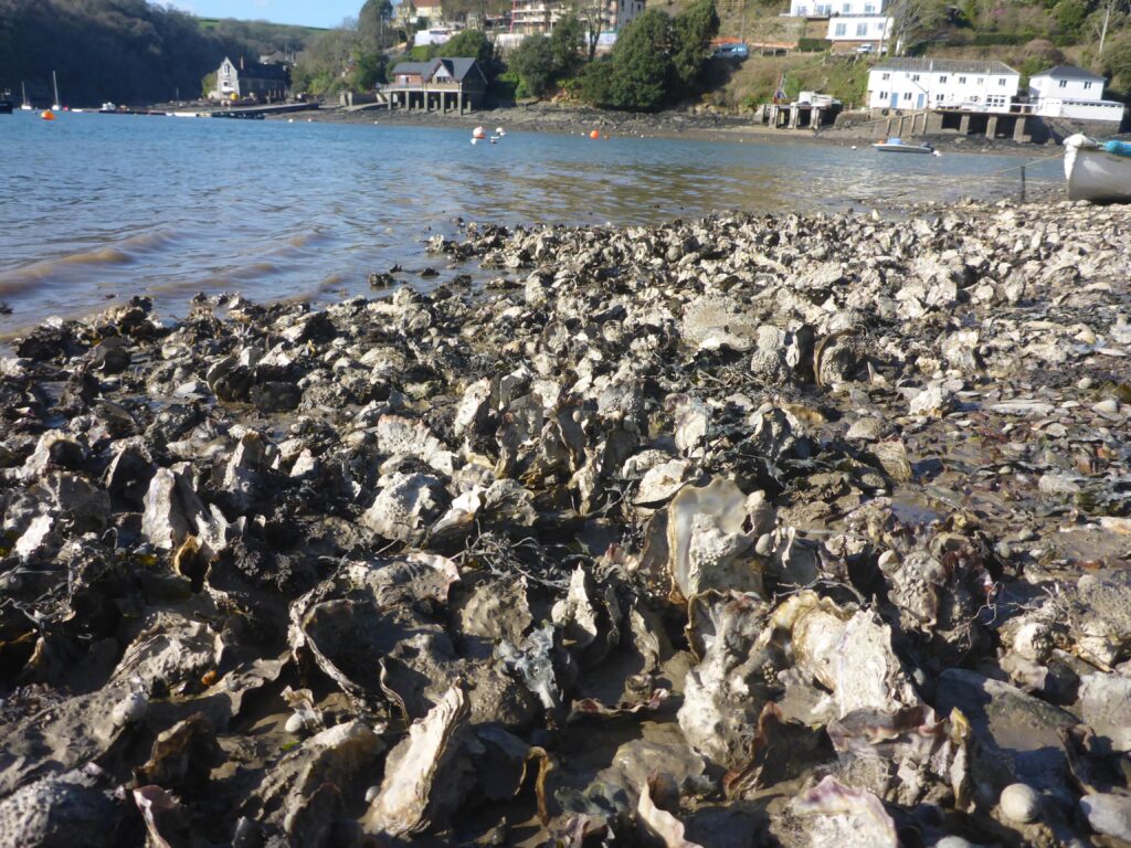 An expanse of oyster-like creatures on the seashore, with sea and small buildings of a village in the beackground.