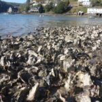 An large oyster bed on the shoreline, with shallow sea and houses in the background.