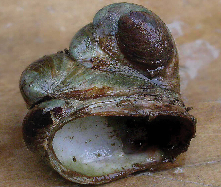 A stack of Slipper Limpets