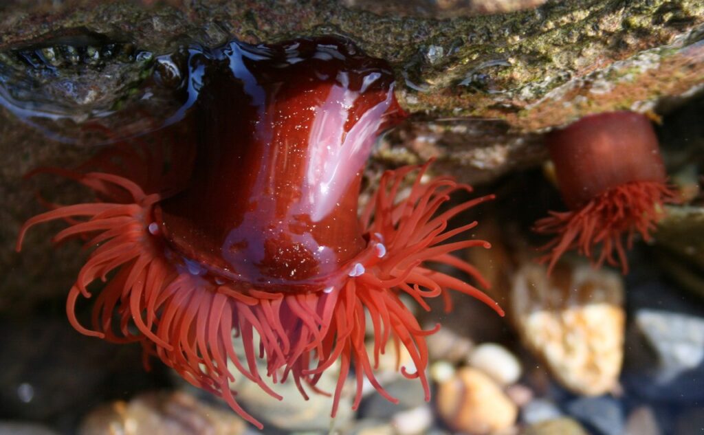 Red Beadlet anemone under rocks.