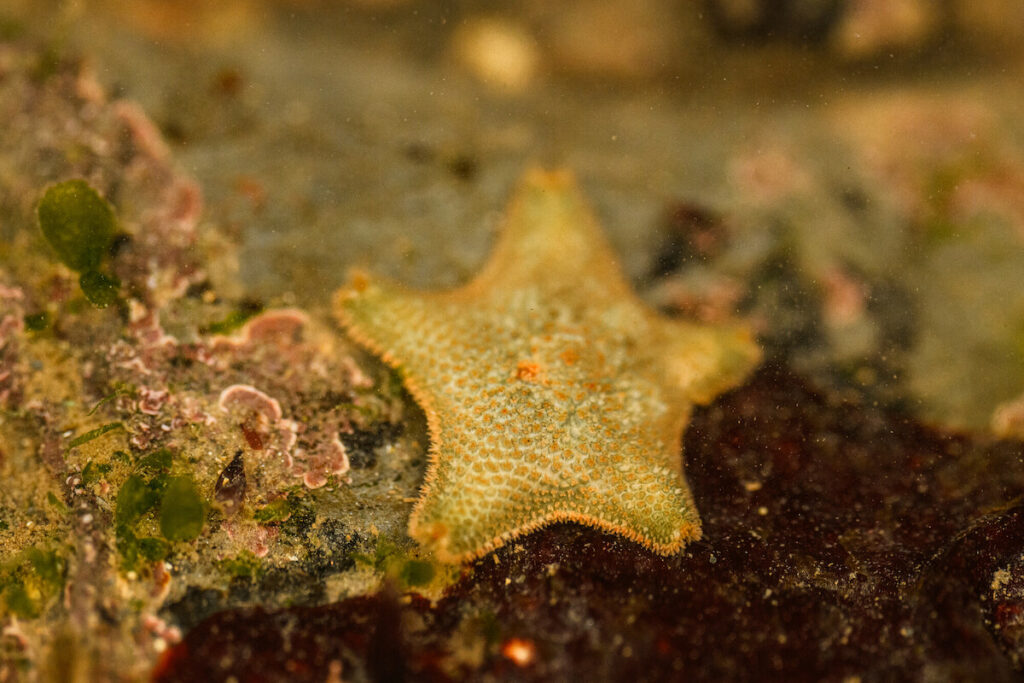 Starfish-like creature on a rock pool bed underwater.