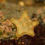 Starfish-like creature on a rock pool bed underwater.