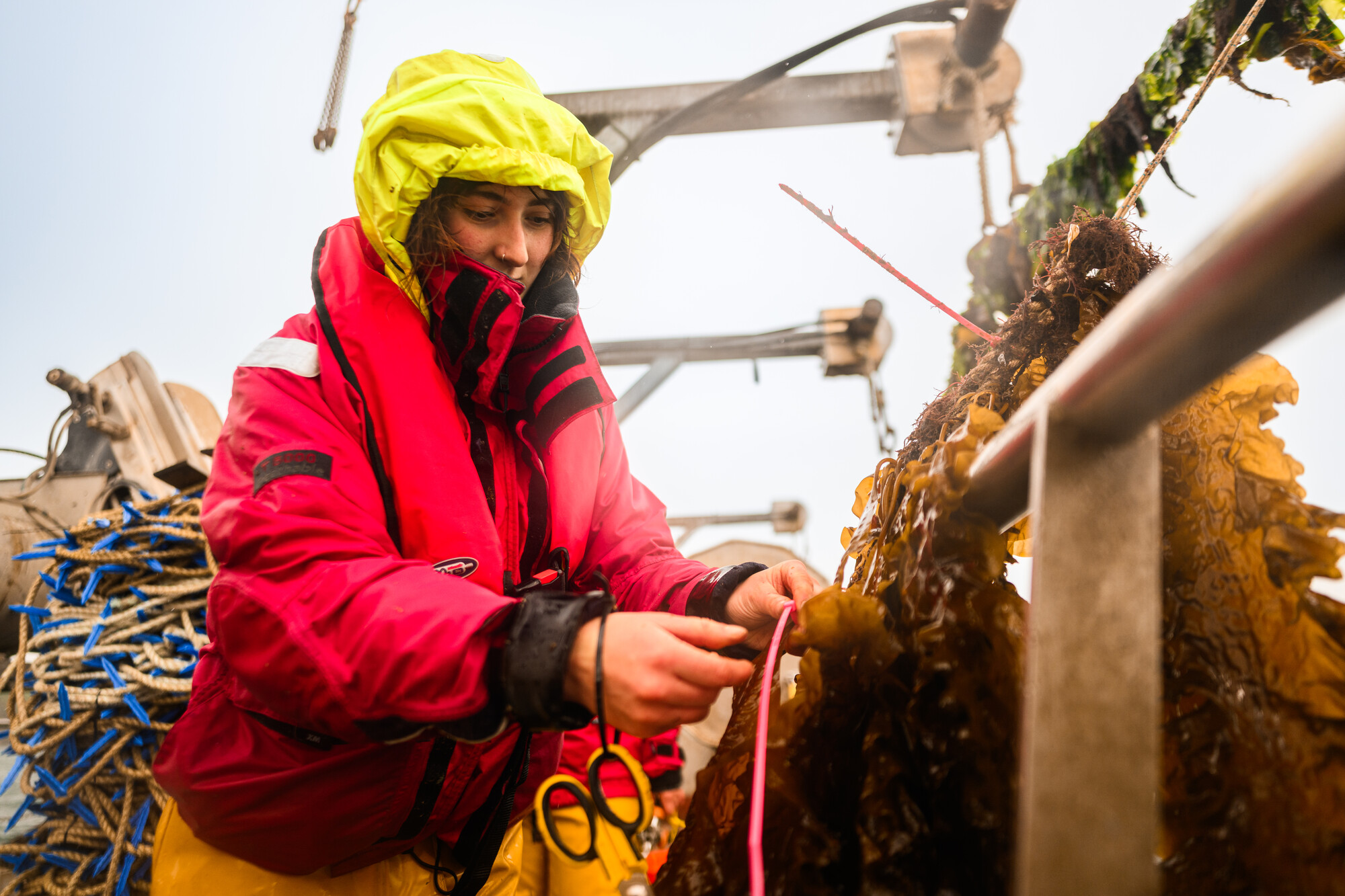 Seaweed surveys at Westcountry Mussel Farm Research scientist running kelp research on a vessel