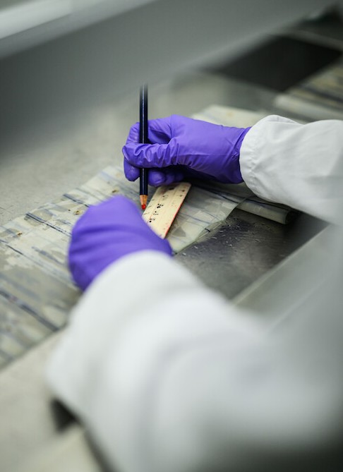 Arms in a white lab coat, 2 purple latex-gloved hands, one holding a pencil and one a ruler, drawing a line along a long piece of silk containing plankton samples from the CPR survey.