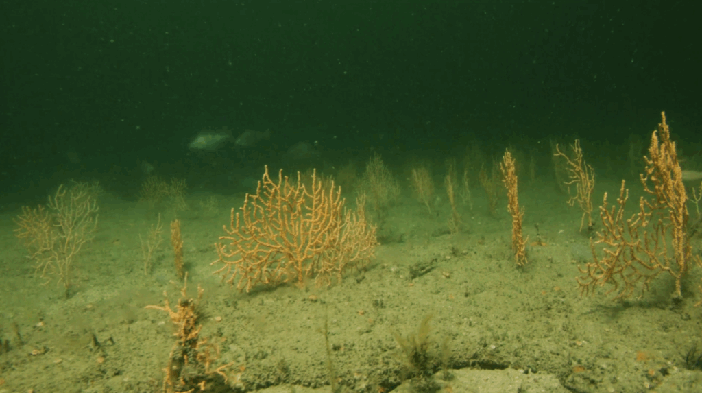 Delicate sea fans, a type of coral, grow from the ocean floor.