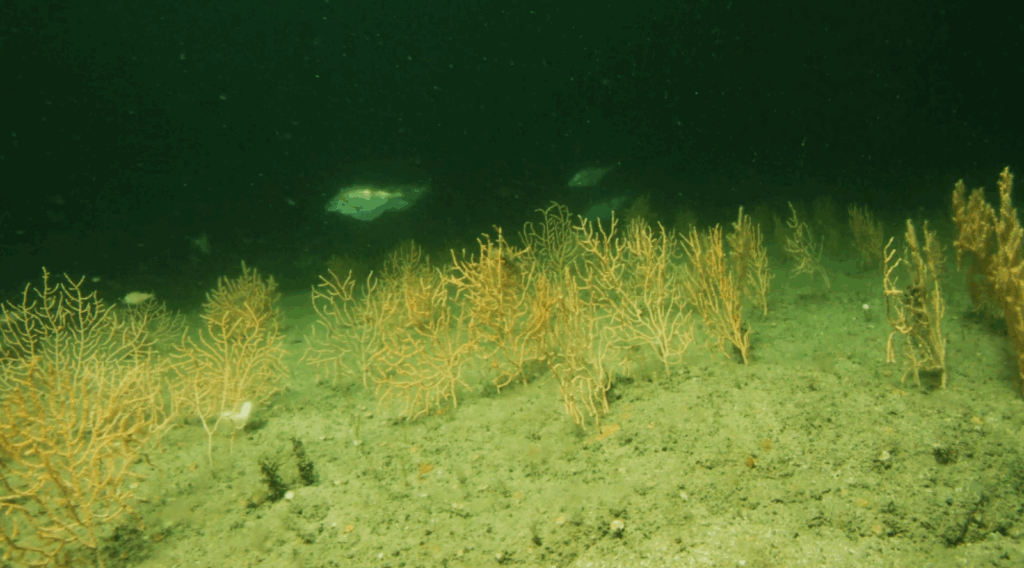Delicate dea fans on the sea bed, with fishing swimming amongst them.