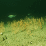 Delicate dea fans on the sea bed, with fishing swimming amongst them.