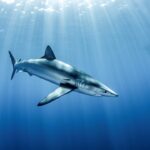 Blue Shark swimming in ocean with sun rays coming down through the surface.