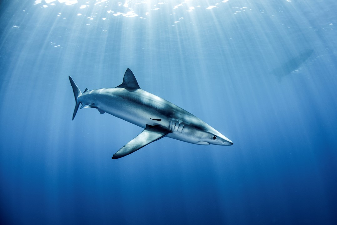 Blue Shark swimming in ocean with sun rays coming down through the surface.